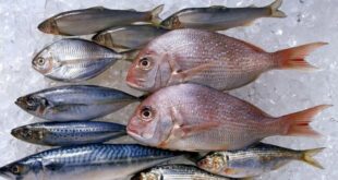 صورة- أسعار الأسماك اليوم بالفيوم