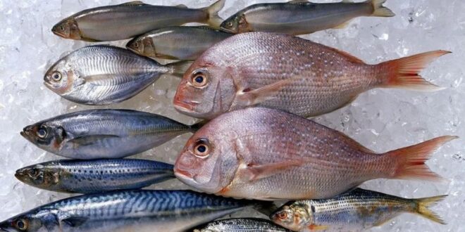 صورة-أسعار الأسماك بالفيوم اليوم