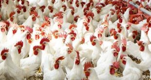 أسعار الدواجن بالأسواق اليوم-وكالة لحظة الإخبارية