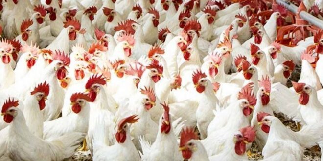 أسعار الدواجن بالأسواق اليوم-وكالة لحظة الإخبارية